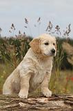 GOLDEN RETRIEVER 272